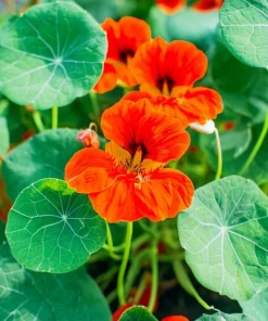 Empress of India Nasturtium Seeds – 25 Count – Deep Red Edible Flowers – Annual - Image 1