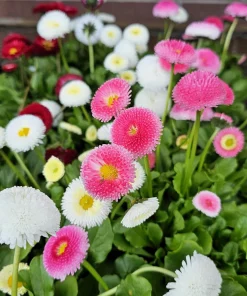 English Daisy Mix Seeds - Bellis Perennis Flower Seeds - 100 Count - Image 12