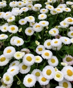 English Daisy Mix Seeds - Bellis Perennis Flower Seeds - 100 Count - Image 13