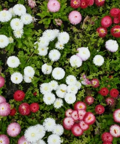 English Daisy Mix Seeds - Bellis Perennis Flower Seeds - 100 Count - Image 2
