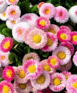 English Daisy Mix Seeds - Bellis Perennis Flower Seeds - 100 Count - Image 3