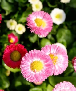 English Daisy Mix Seeds - Bellis Perennis Flower Seeds - 100 Count - Image 4