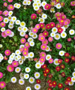 English Daisy Mix Seeds - Bellis Perennis Flower Seeds - 100 Count - Image 5