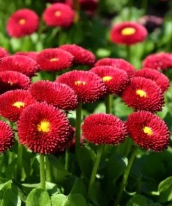 English Daisy Mix Seeds - Bellis Perennis Flower Seeds - 100 Count - Image 6