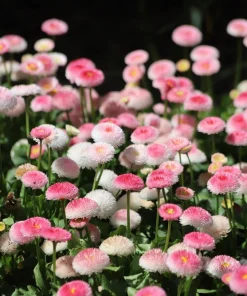 English Daisy Mix Seeds - Bellis Perennis Flower Seeds - 100 Count - Image 7