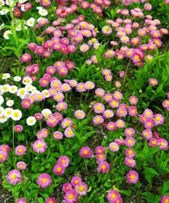 English Daisy Mix Seeds - Bellis Perennis Flower Seeds - 100 Count - Image 9