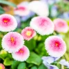 English Daisy Mix Seeds - Bellis Perennis Flower Seeds - 100 Count - Image 1