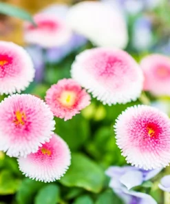 English Daisy Mix Seeds - Bellis Perennis Flower Seeds - 100 Count - Image 1