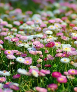 English Daisy Seeds – Bellis perennis Flower Seeds – 300 Seeds – Perennial Blooms – Pollinator Friendly - Image 2