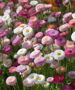 English Daisy Seeds – Bellis perennis Flower Seeds – 300 Seeds – Perennial Blooms – Pollinator Friendly - Image 3