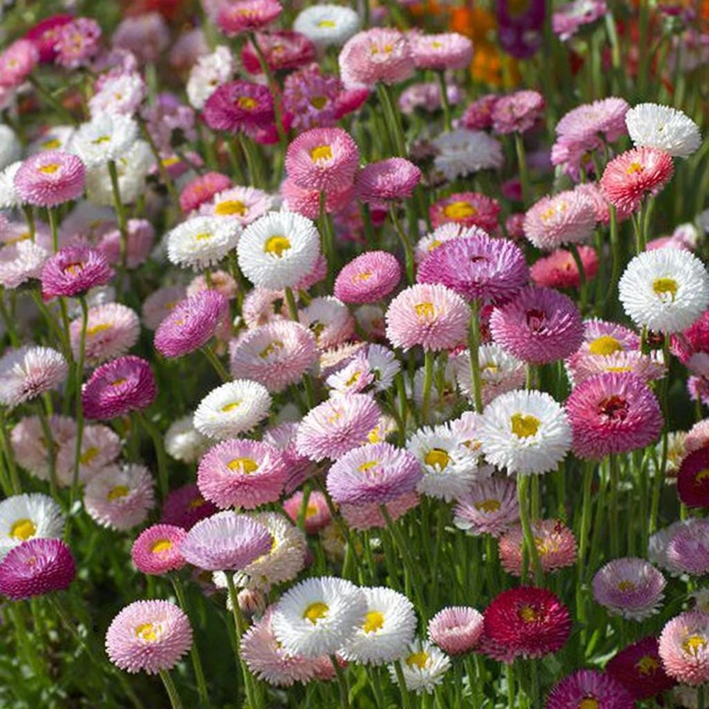 English Daisy Seeds – Bellis perennis Flower Seeds – 300 Seeds – Perennial Blooms – Pollinator Friendly - Image 3