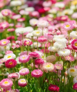 English Daisy Seeds – Bellis perennis Flower Seeds – 300 Seeds – Perennial Blooms – Pollinator Friendly - Image 4