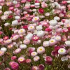 English Daisy Seeds – Bellis perennis Flower Seeds – 300 Seeds – Perennial Blooms – Pollinator Friendly - Image 1