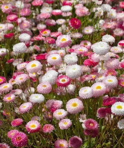 English Daisy Seeds – Bellis perennis Flower Seeds – 300 Seeds – Perennial Blooms – Pollinator Friendly - Image 1