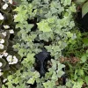 English Ivy Live Plant – Hedera helix Trailing Indoor & Outdoor Vine - Image 1