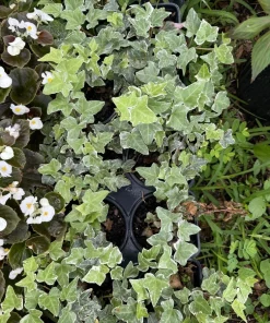 English Ivy Live Plant – Hedera helix Trailing Indoor & Outdoor Vine - Image 1