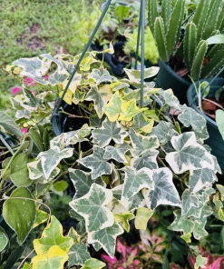 English Ivy Live Plant – Hedera Helix Vine – Indoor & Outdoor Evergreen - Image 2