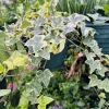 English Ivy Live Plant – Hedera Helix Vine – Indoor & Outdoor Evergreen - Image 1