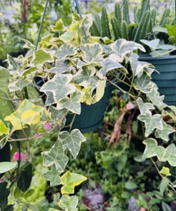 English Ivy Live Plant – Hedera Helix Vine – Indoor & Outdoor Evergreen - Image 1