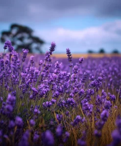 English Lavender Seeds - Vera Lavandula angustifolia - Fragrant Purple Flowers - 200+ Seeds - Image 1