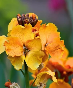 English Wallflower Seeds - 300 Heirloom Cheiranthus cheiri Seeds for Gardens & Borders - Image 2
