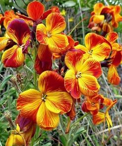 English Wallflower Seeds - 300 Heirloom Cheiranthus cheiri Seeds for Gardens & Borders - Image 3