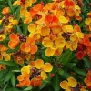 English Wallflower Seeds - 300 Heirloom Cheiranthus cheiri Seeds for Gardens & Borders - Image 1