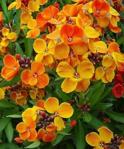 English Wallflower Seeds - 300 Heirloom Cheiranthus cheiri Seeds for Gardens & Borders - Image 1
