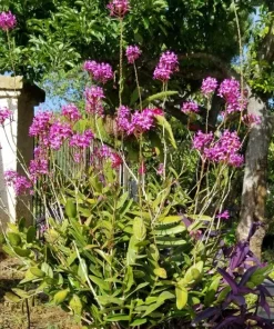 Epidendrum Radicans Orchid Live Plant Cuttings - 5 Pcs Orange Yellow Purple Cluster Flower - Image 11