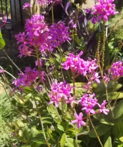 Epidendrum Radicans Orchid Live Plant Cuttings - 5 Pcs Orange Yellow Purple Cluster Flower - Image 12