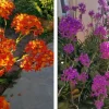 Epidendrum Radicans Orchid Live Plant Cuttings - 5 Pcs Orange Yellow Purple Cluster Flower - Image 1
