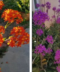 Epidendrum Radicans Orchid Live Plant Cuttings - 5 Pcs Orange Yellow Purple Cluster Flower - Image 1