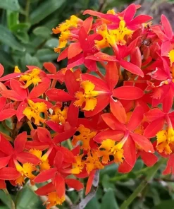 Epidendrum Radicans Orchid Live Plant Cuttings - 5 Pcs Orange Yellow Purple Cluster Flower - Image 2