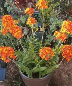 Epidendrum Radicans Orchid Live Plant Cuttings - 5 Pcs Orange Yellow Purple Cluster Flower - Image 3