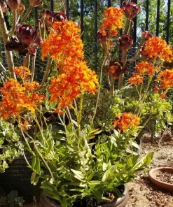 Epidendrum Radicans Orchid Live Plant Cuttings - 5 Pcs Orange Yellow Purple Cluster Flower - Image 4