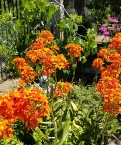 Epidendrum Radicans Orchid Live Plant Cuttings - 5 Pcs Orange Yellow Purple Cluster Flower - Image 5