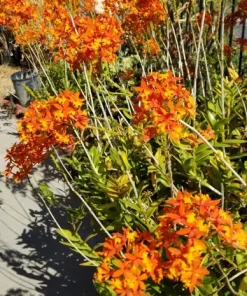 Epidendrum Radicans Orchid Live Plant Cuttings - 5 Pcs Orange Yellow Purple Cluster Flower - Image 6