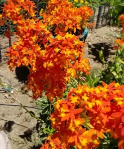 Epidendrum Radicans Orchid Live Plant Cuttings - 5 Pcs Orange Yellow Purple Cluster Flower - Image 7
