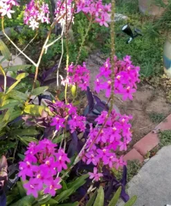 Epidendrum Radicans Orchid Live Plant Cuttings - 5 Pcs Orange Yellow Purple Cluster Flower - Image 8