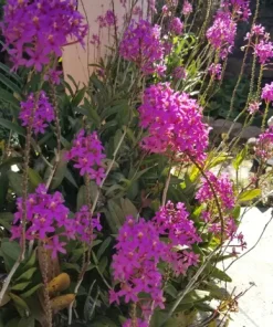 Epidendrum Radicans Orchid Live Plant Cuttings - 5 Pcs Orange Yellow Purple Cluster Flower - Image 9