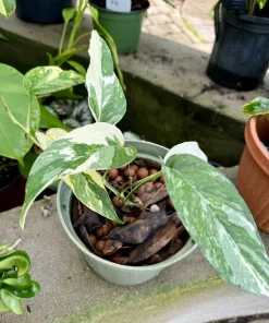 Epipremnum Pinnatum Albo Variegated Live Plant – Rare Climbing Aroid Houseplant - Image 2