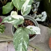 Epipremnum Pinnatum Albo Variegated Live Plant - Rare Aroid Houseplant - Image 1