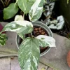 Epipremnum Pinnatum Albo Variegated Live Plant – Rare Climbing Aroid Houseplant - Image 1