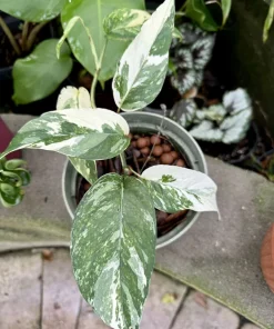 Epipremnum Pinnatum Albo Variegated Live Plant – Rare Climbing Aroid Houseplant - Image 1