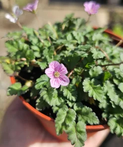 Erodium x variabile 'Bishop Form' Pink Erodium Live Plant - 4in Pot Groundcover - Image 2