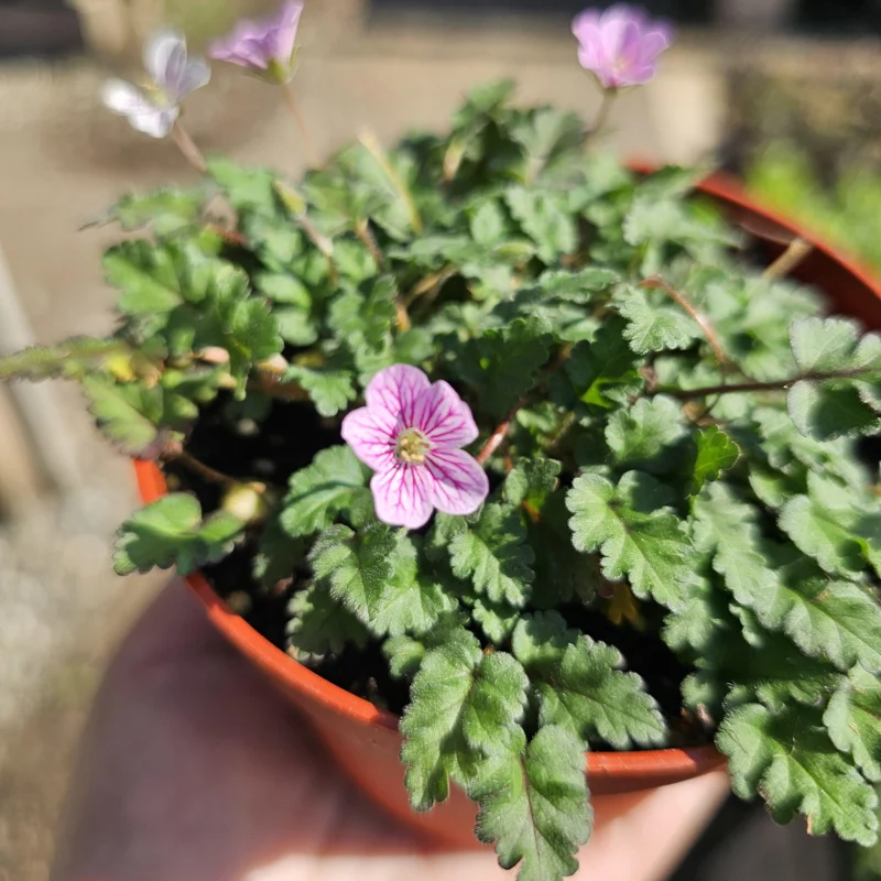 Erodium x variabile 'Bishop Form' Pink Erodium Live Plant - 4in Pot Groundcover - Image 2