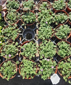 Erodium x variabile 'Bishop Form' Pink Erodium Live Plant - 4in Pot Groundcover - Image 3