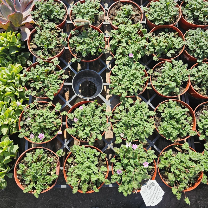 Erodium x variabile 'Bishop Form' Pink Erodium Live Plant - 4in Pot Groundcover - Image 3