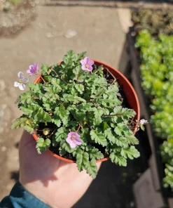 Erodium x variabile 'Bishop Form' Pink Erodium Live Plant - 4in Pot Groundcover - Image 4
