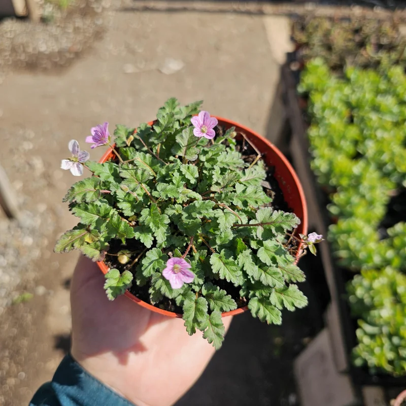 Erodium x variabile 'Bishop Form' Pink Erodium Live Plant - 4in Pot Groundcover - Image 4